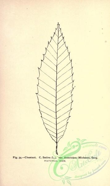 botanical-11455 - black-and-white 195-Chestnut