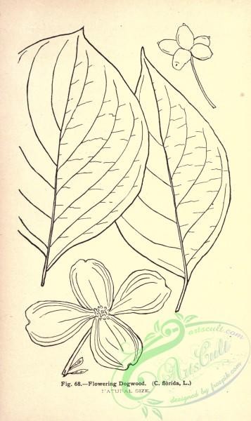 botanical-11484 - black-and-white 224-Flowering Dogwood