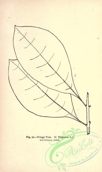 botanical-11486 - black-and-white 226-Fringa Tree