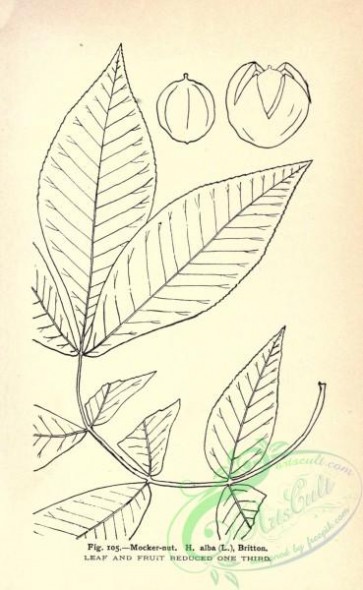 botanical-11605 - black-and-white 345-Mocker-nut