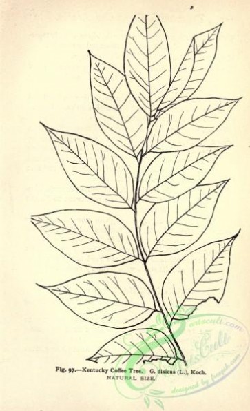 botanical-11692 - black-and-white 432-Kentucky Coffee Tree