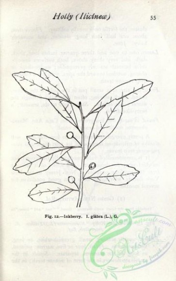 botanical-11907 - black-and-white 647-Inkberry