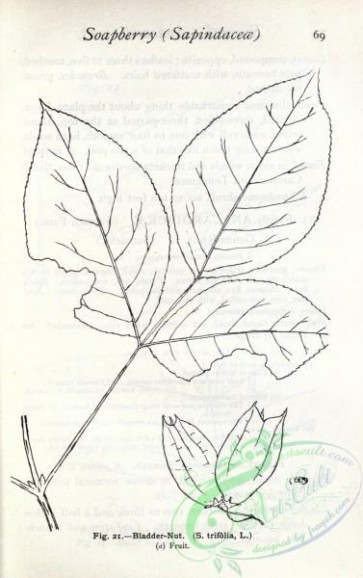 botanical-11913 - black-and-white 653-Bladder-Nut