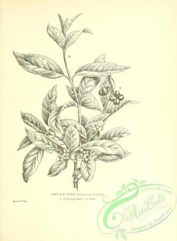botanical-11979 - black-and-white 721-Spindle Tree, euonymous europaeus