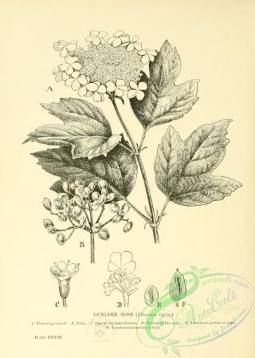 botanical-12000 - black-and-white 742-Guelder Rose, viburnum opulus
