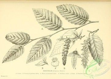 botanical-12022 - black-and-white 764-Hornbeam, carpinus betulus