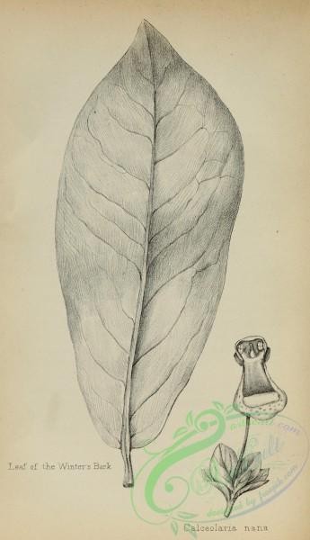 botanical-12045 - black-and-white 832-Leaf of the Winter's Bark, Calceolaria nana