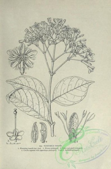 botanical-12065 - black-and-white 798-pleioceras whytei