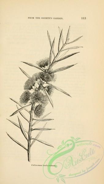 botanical-12168 - black-and-white 911-callistemon brachyandrum