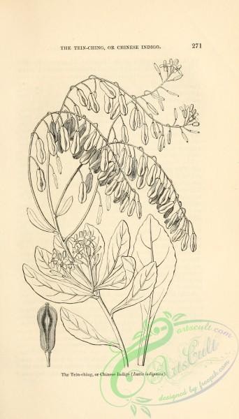 botanical-12179 - black-and-white 922-Tein-ching or Chinese Indigo, isatis indigotica