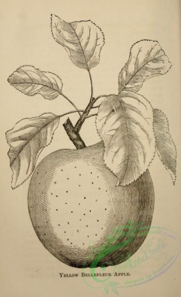 botanical-12202 - black-and-white 001-Yellow Bellefleur Apple
