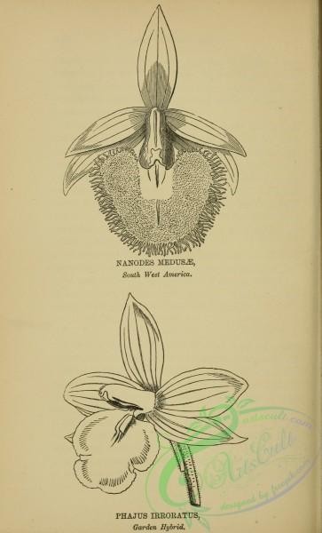botanical-12231 - black-and-white 030-phajus irroratus