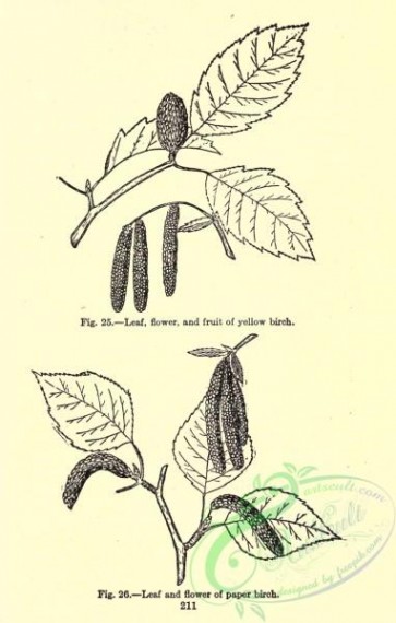 botanical-12284 - black-and-white 083-Yellow Birch, Paper Birch