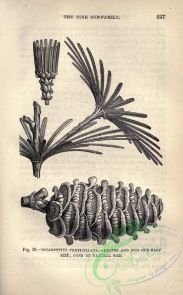 botanical-12323 - black-and-white 122-sciadopitys verticillata