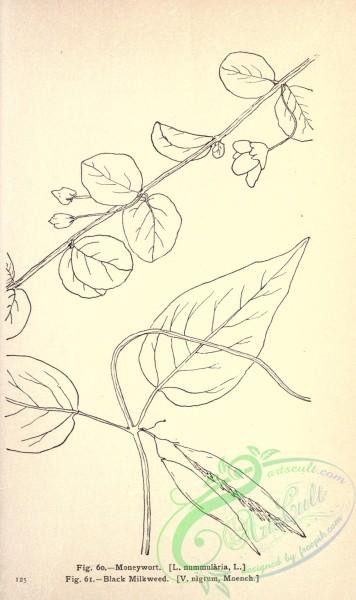 botanical-12399 - black-and-white 198-Moneywort, Black Milkweed