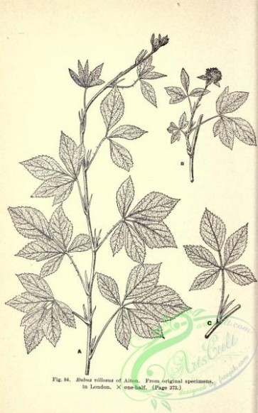 botanical-12565 - black-and-white 021-rubus villosus