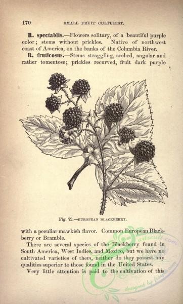 botanical-12578 - black-and-white 034-European Blackberry