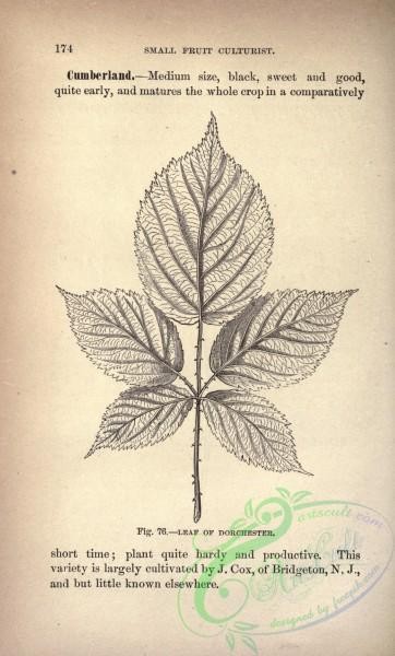 botanical-12580 - black-and-white 036-Dorchester Raspberry