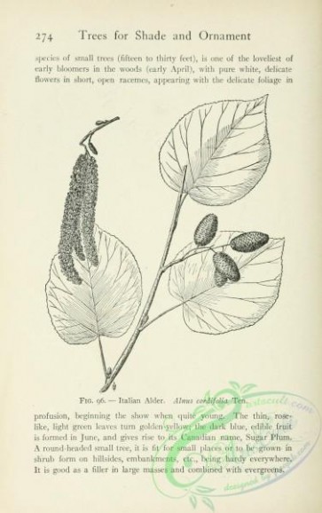botanical-12631 - black-and-white 087-Italian Alder, alnus cordifolia