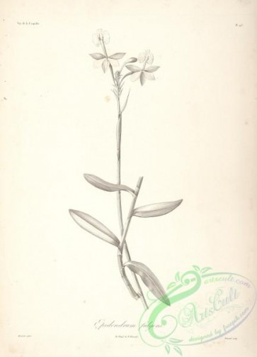 botanical-12705 - black-and-white 148-epidendrum fulgens