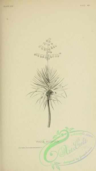 botanical-12780 - black-and-white 223-yucca aloifolia