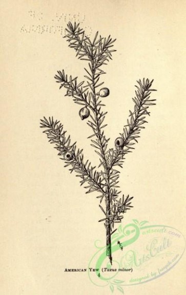 botanical-12881 - black-and-white 100-American Yew, taxus minor