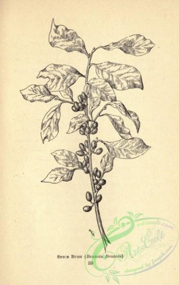 botanical-12890 - black-and-white 109-Spice Bush, benzoin benzoin