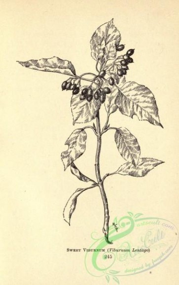 botanical-12942 - black-and-white 161-Sweet Viburnum, viburnum lentago