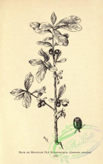 botanical-12952 - black-and-white 171-Blue or Mountain Fly Honeysuckle, lonicera caerulea