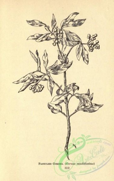 botanical-12956 - black-and-white 175-Panicled Cornel, cornus candidissima