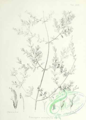 botanical-12989 - black-and-white 208-stenogyne microphylla