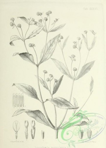 botanical-12996 - black-and-white 215-lipochaeta succulenta