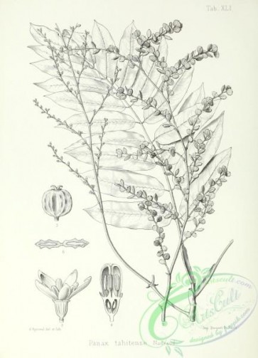 botanical-13000 - black-and-white 219-panax tahitense