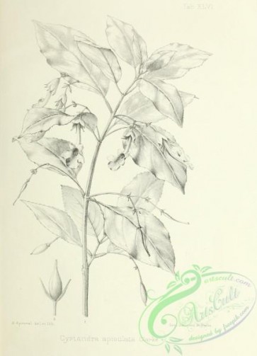 botanical-13005 - black-and-white 224-cyrtandra apiculata