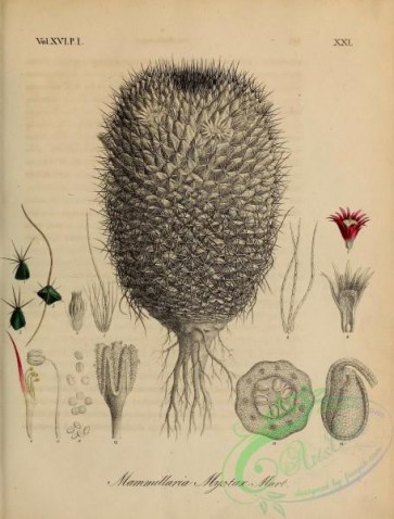 botanical-13057 - black-and-white 281-mammillaria mystax