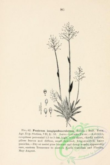 botanical-13175 - black-and-white 057-Long-stalked Panic, panicum longipedunculatum