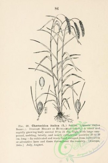 botanical-13181 - black-and-white 063-Italian Millet or Hungarian Grass, chaetochloa italica, setaria italica