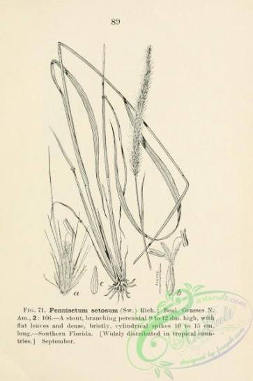 botanical-13184 - black-and-white 066-pennisetum setosum