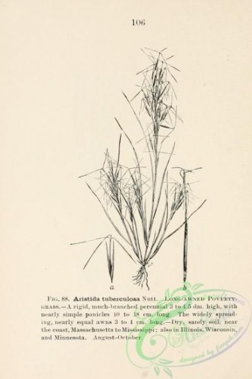 botanical-13201 - black-and-white 083-Long-awned Poverty Grass, aristida tuberculosa