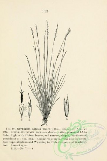 botanical-13208 - black-and-white 090-Little Mountain Rice, oryzopsis exigua