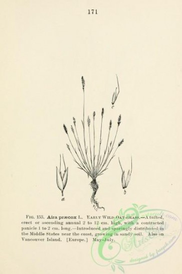 botanical-13264 - black-and-white 146-Early Wild Oat Grass, aira praecox