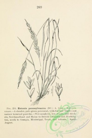 botanical-13358 - black-and-white 240-Eaton's Grass, eatonia pennsylvanica