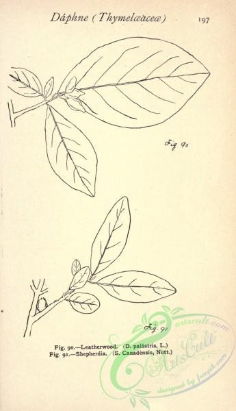 botanical-13471 - black-and-white 062-Leatherwood, Shepherdia