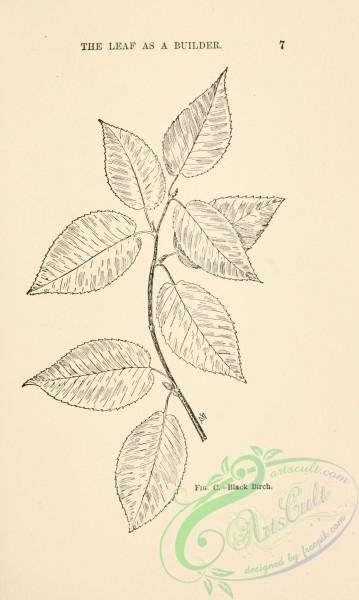 botanical-13489 - black-and-white 087-Black Birch