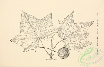 botanical-13547 - black-and-white 145-Buttonwood