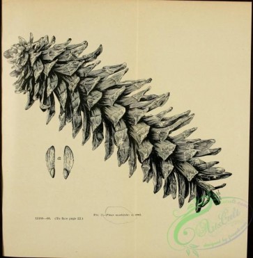 botanical-13563 - black-and-white 161-pinus monticola