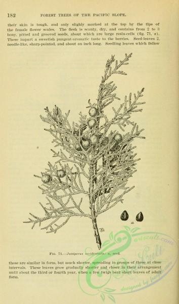 botanical-13633 - black-and-white 231-juniperus occidentalis