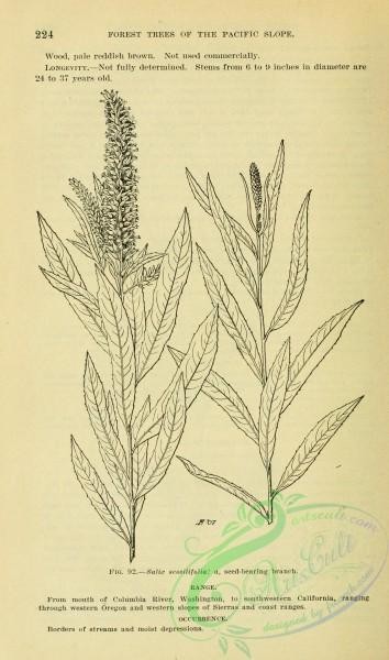 botanical-13651 - black-and-white 249-salix sessilifolia