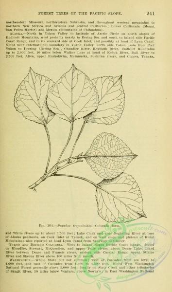 botanical-13663 - black-and-white 261-populus tremuloides