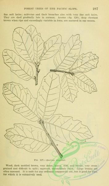 botanical-13686 - black-and-white 284-quercus douglasii